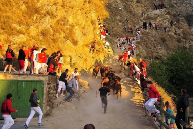 Todas las fotos del encierro del día 14 de agosto de del Pilón de Falces.