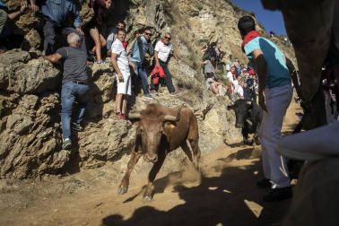 Todas las fotos del encierro del día 14 de agosto de del Pilón de Falces.