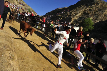 Todas las fotos del encierro del día 14 de agosto de del Pilón de Falces.