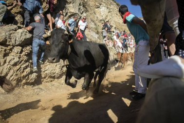 Todas las fotos del encierro del día 14 de agosto de del Pilón de Falces.