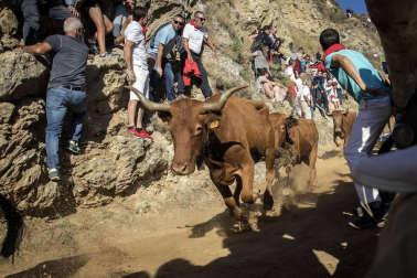 Todas las fotos del encierro del día 14 de agosto de del Pilón de Falces.