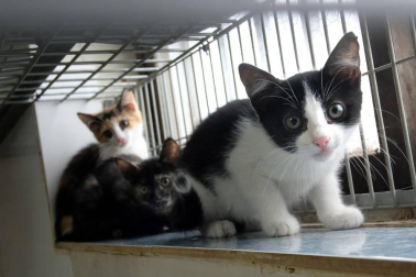 Fotos de algunos de los gatos que actualmente se encuentran en la Fundación Protectora de Animales de Pamplona, principales víctimas de la realidad del abandono y del maltrato, que generalmente se agudiza durante el mes de julio.