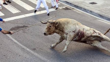 Todas las fotos de las fiestas de Tafalla 2019