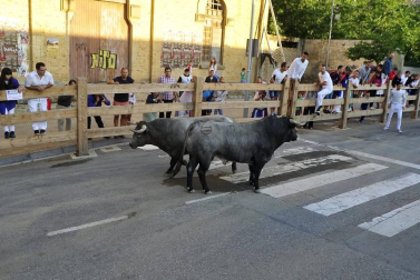 Todas las fotos del segundo encierro de fiestas de Tafalla 2019 en Diario de Navarra