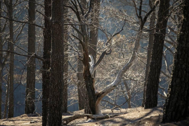 Zona afectada por el fuego de Gran Canaria