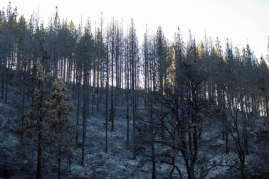 Zona afectada por el fuego de Gran Canaria
