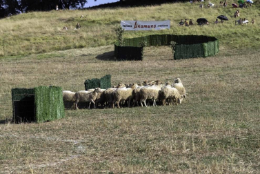 Todas las fotos del concurso de perros pastor del Artzai Eguna 2019