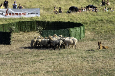 Todas las fotos del concurso de perros pastor del Artzai Eguna 2019