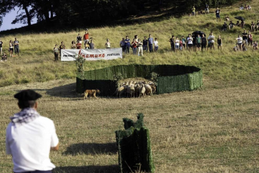 Todas las fotos del concurso de perros pastor del Artzai Eguna 2019