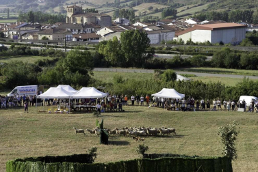 Todas las fotos del concurso de perros pastor del Artzai Eguna 2019