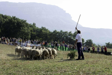 Todas las fotos del concurso de perros pastor del Artzai Eguna 2019