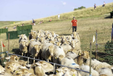 Todas las fotos del concurso de perros pastor del Artzai Eguna 2019