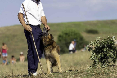 Todas las fotos del concurso de perros pastor del Artzai Eguna 2019