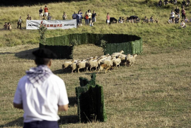 Todas las fotos del concurso de perros pastor del Artzai Eguna 2019