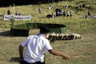 Todas las fotos del concurso de perros pastor del Artzai Eguna 2019