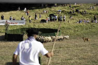 Todas las fotos del concurso de perros pastor del Artzai Eguna 2019