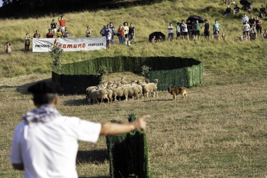 Todas las fotos del concurso de perros pastor del Artzai Eguna 2019