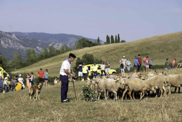 Todas las fotos del concurso de perros pastor del Artzai Eguna 2019