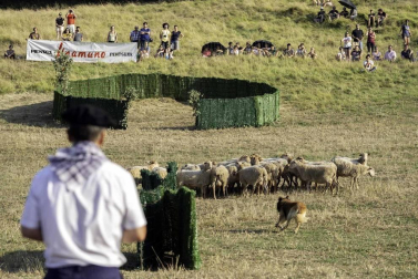 Todas las fotos del concurso de perros pastor del Artzai Eguna 2019