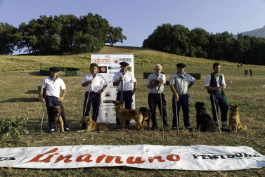 Todas las fotos del concurso de perros pastor del Artzai Eguna 2019