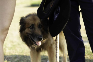 Todas las fotos del concurso de perros pastor del Artzai Eguna 2019