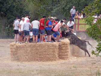 Fotos de la traída de vacas por el río Alhama en Cintruénigo