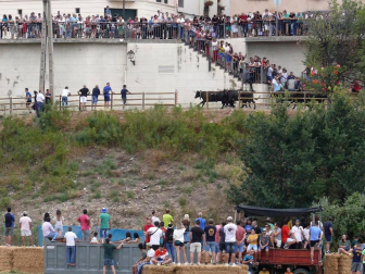 Fotos de la traída de vacas por el río Alhama en Cintruénigo