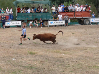 Fotos de la traída de vacas por el río Alhama en Cintruénigo