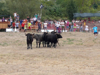 Fotos de la traída de vacas por el río Alhama en Cintruénigo