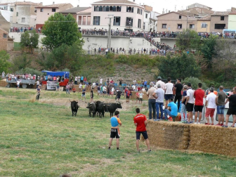 Fotos de la traída de vacas por el río Alhama en Cintruénigo