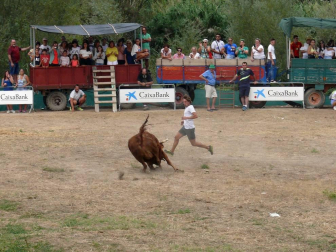 Fotos de la traída de vacas por el río Alhama en Cintruénigo