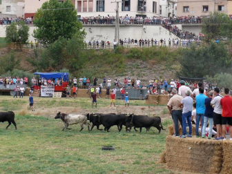 Fotos de la traída de vacas por el río Alhama en Cintruénigo