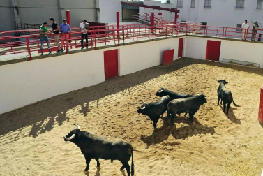 Todas las fotos del encierro del día 3 de septiembre de fiestas de Peralta y del sorteo de los toros
