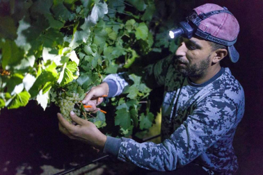 Todas las fotos de la vendimia nocturna de uva chardonnay que se realizó en la Finca Albret en Cadreita