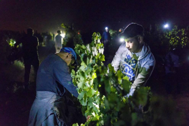 Todas las fotos de la vendimia nocturna de uva chardonnay que se realizó en la Finca Albret en Cadreita