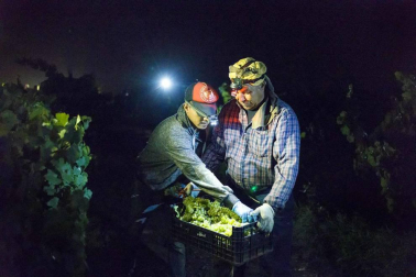 Todas las fotos de la vendimia nocturna de uva chardonnay que se realizó en la Finca Albret en Cadreita