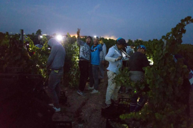 Todas las fotos de la vendimia nocturna de uva chardonnay que se realizó en la Finca Albret en Cadreita