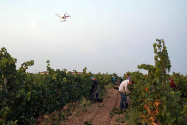 Todas las fotos de la vendimia nocturna de uva chardonnay que se realizó en la Finca Albret en Cadreita