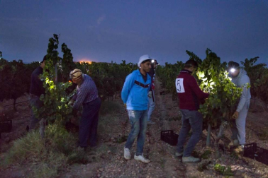 Todas las fotos de la vendimia nocturna de uva chardonnay que se realizó en la Finca Albret en Cadreita