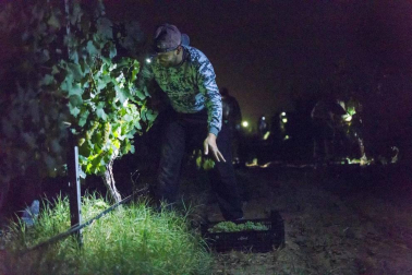 Todas las fotos de la vendimia nocturna de uva chardonnay que se realizó en la Finca Albret en Cadreita