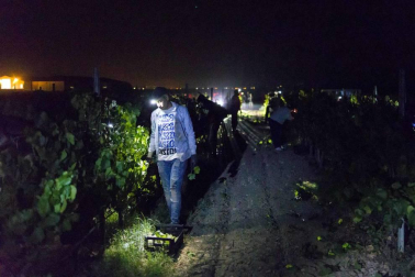 Todas las fotos de la vendimia nocturna de uva chardonnay que se realizó en la Finca Albret en Cadreita