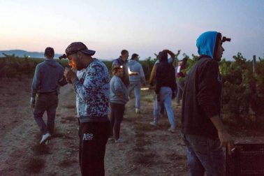 Todas las fotos de la vendimia nocturna de uva chardonnay que se realizó en la Finca Albret en Cadreita