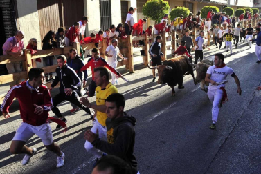 Todas las fotos del encierro del día 3 de septiembre de fiestas de Peralta y del sorteo de los toros