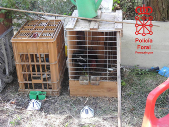 Cuatro de los gallos se encontraban con las crestas y barbillas mutiladas y dos de ellos con la parte superior del pico cortado