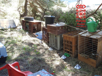 Cuatro de los gallos se encontraban con las crestas y barbillas mutiladas y dos de ellos con la parte superior del pico cortado