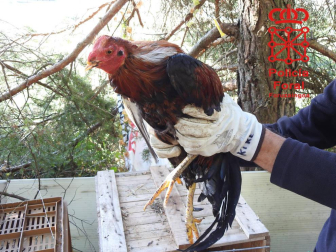 Cuatro de los gallos se encontraban con las crestas y barbillas mutiladas y dos de ellos con la parte superior del pico cortado
