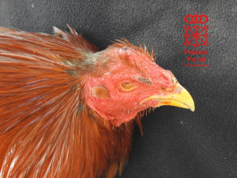 Cuatro de los gallos se encontraban con las crestas y barbillas mutiladas y dos de ellos con la parte superior del pico cortado