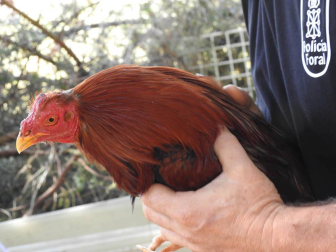 Cuatro de los gallos se encontraban con las crestas y barbillas mutiladas y dos de ellos con la parte superior del pico cortado
