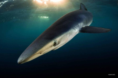 Con sus imágenes, Isaías Cruz busca sensibilizar sobre estos animales en peligro de extinción