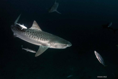 Con sus imágenes, Isaías Cruz busca sensibilizar sobre estos animales en peligro de extinción